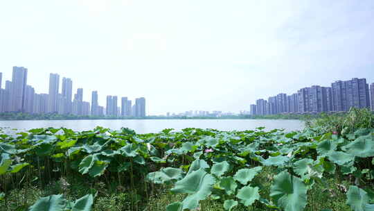 武汉江夏区汤逊湖壹号湿地公园