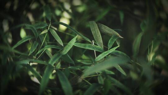植物自然叶子特写绿色户外生长清新自然美竹
