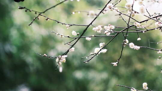 钱王祠梅花