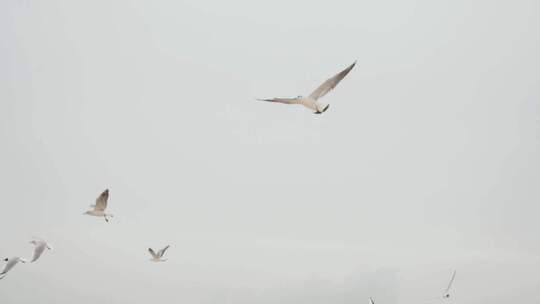 天空飞翔的海鸥