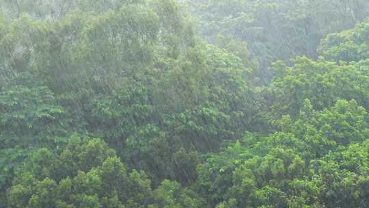 森林下雨树林下雨雨季暴雨树丛大风大雨