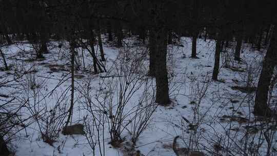 冬天 冬季 寒冷 凄凉 冷漠