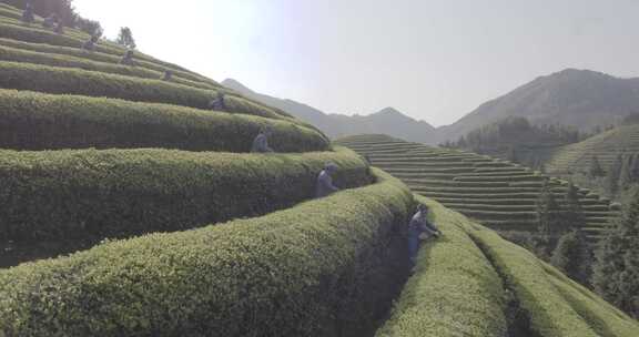 茶山 茶园 采茶