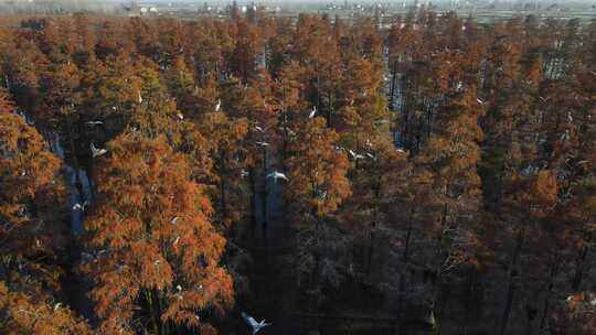 湖北涨渡湖秋天湿地白鹭飞翔航拍