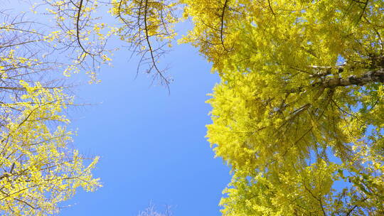 蓝天下金黄的银杏树