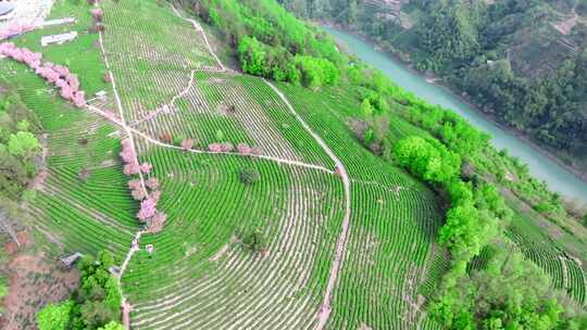 航拍安康市紫阳县半亩茶园