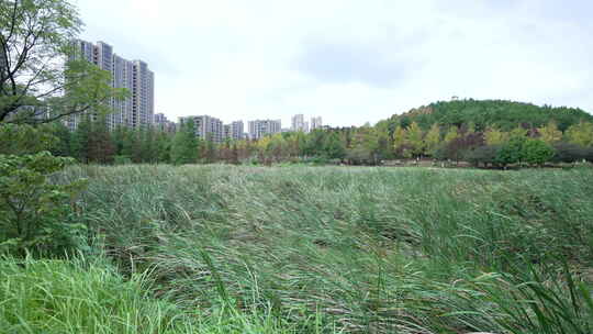 武汉江夏区藏龙岛国家湿地公园