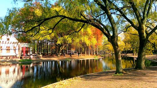 上海共青森林公园唯美金色秋景景色