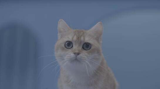 013-01 可爱的小猫咪在玩耍