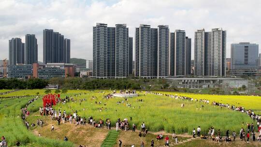 油菜花地高铁航拍