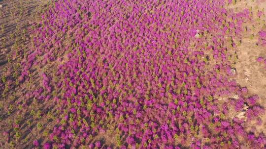 扎兰屯杜鹃花 4k高清视频