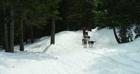 探险家和他的雪橇狗在山里散步，充满激情