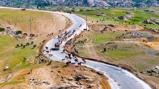 4K航拍新疆萨尔布拉克转场百万牛群视频素材模板下载
