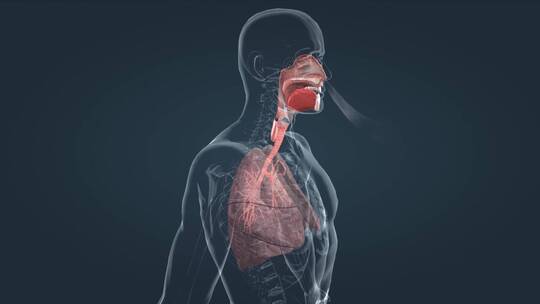 人体三维肺部呼吸呼气吸气肺功能展示动画