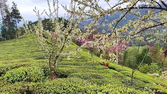 大自然茶园茶叶茶山美景景色航拍