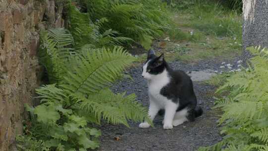 猫，猫，毛茸茸的，花园