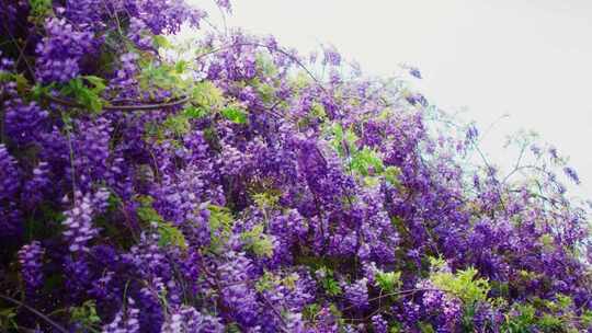 随风摇曳的春天花朵紫藤花视频素材模板下载
