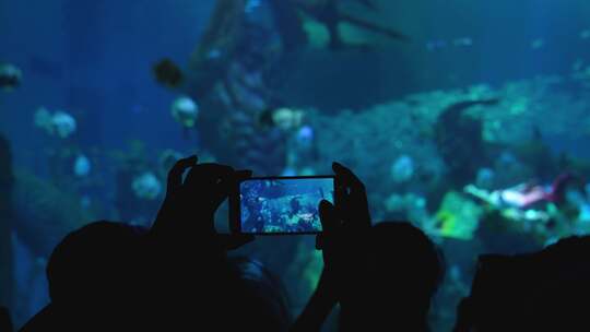 看演出水族馆海洋馆手机拍照视频素材模板下载