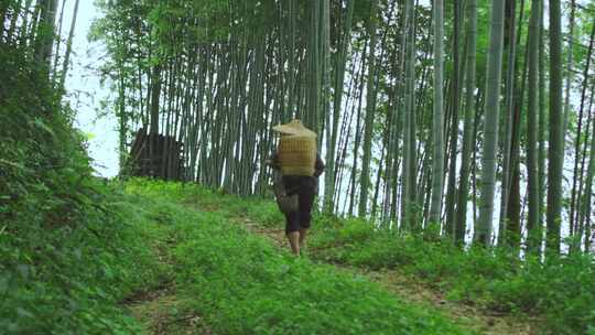 农民丰收摘辣椒拔姜