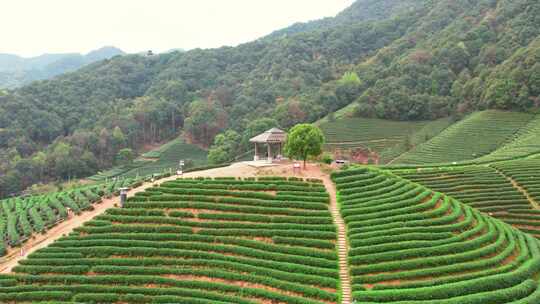 杭州龙坞西湖龙井茶园风景航拍