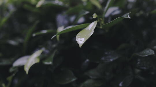 下雨天雨水滴在树叶上，树叶被雨淋湿