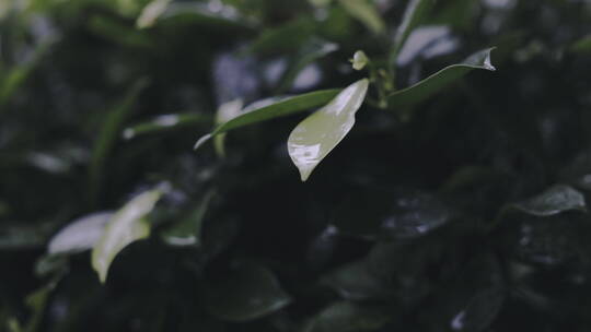 下雨天雨水滴在树叶上，树叶被雨淋湿视频素材模板下载