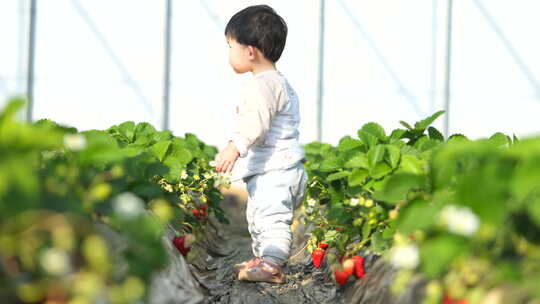 小孩在草莓地 幼儿在草莓地玩耍