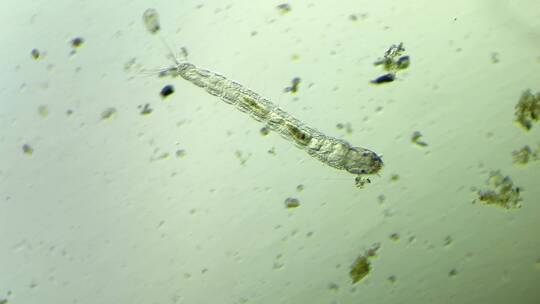 生命科学纪录片素材，显微镜下的摇蚊幼虫2