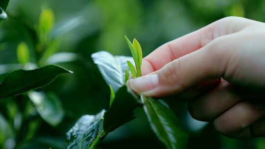 手部特写采摘茶叶画面