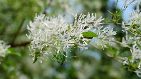 4K植物空镜素材——流苏花