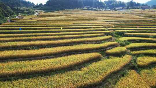 合集梯田农业种植航拍