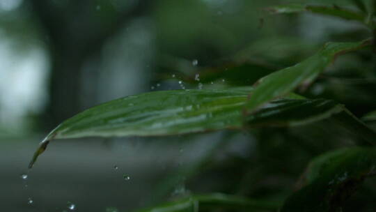 雨滴击打树叶特写