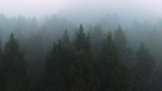 森林雾气迷雾视频素材模板下载