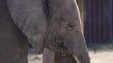 动物园大象头部特写高清在线视频素材下载