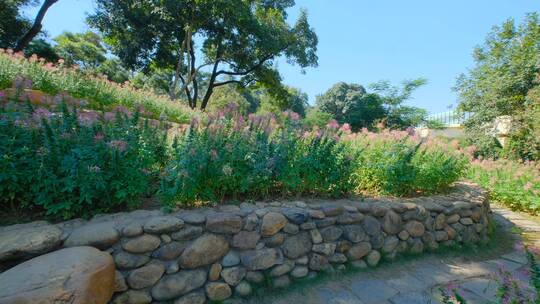 田间小路 花园 公园 花坛 醉蝶花