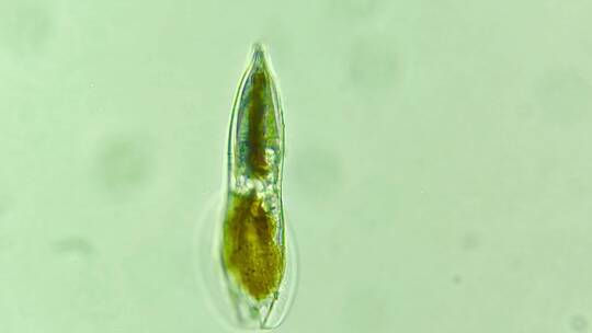 科研素材 微生物原生生物硅藻 5