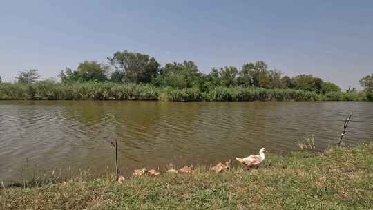 一群小鸭子在河边走