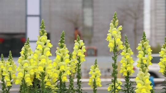 花卉映衬下的城市街头