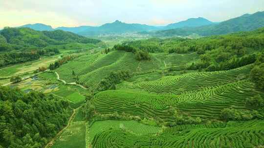 航拍春天茶山梯田武夷山燕子窠生态茶园