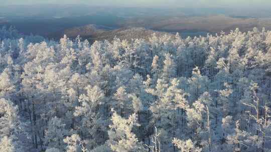 高山雾凇