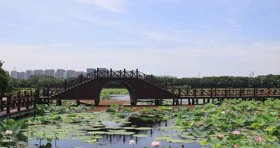 苏州相城荷塘月色湿地公园荷花荷叶荷塘