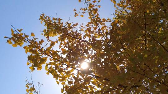 秋天里金色秋天金黄唯美的阳光银杏树树叶