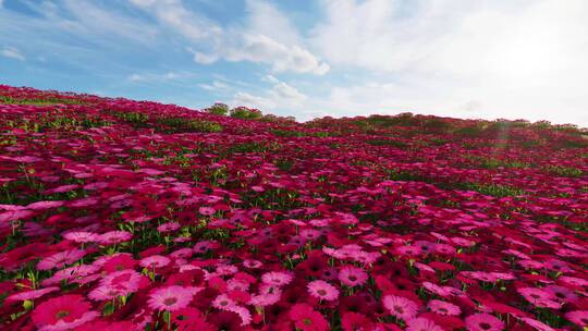 菊花花丛 动态花海