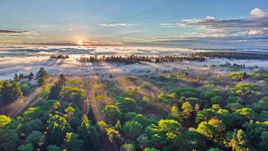 森林阳光云海森林云雾缭绕树林山大自然风景