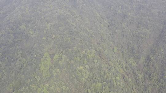 杭州西湖梅家坞茶园茶山