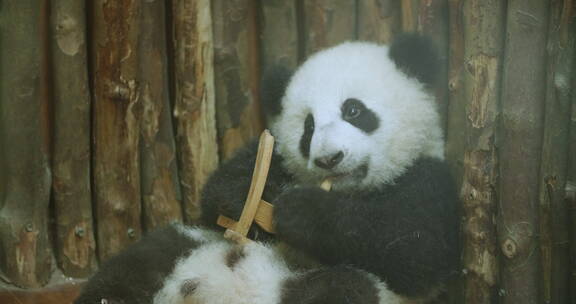 可爱的大熊猫幼崽玩玩具萌萌呆