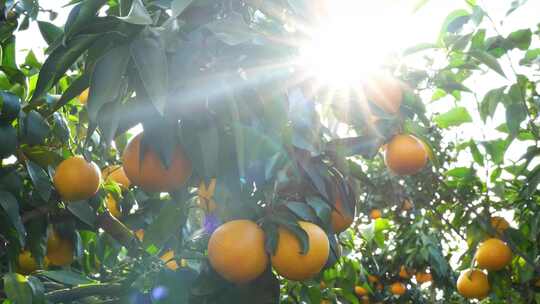 太阳光照射下耀水果冻橙子特写丰收种植橘园