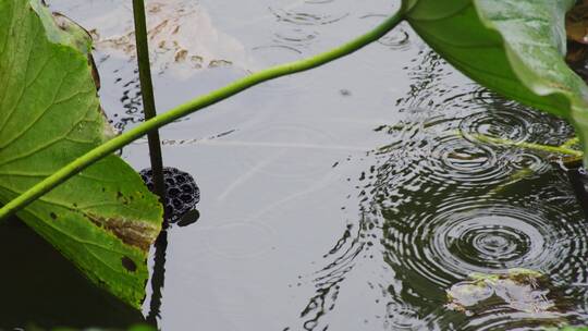 雨中荷叶视频素材模板下载