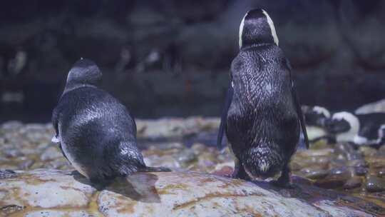 海洋生物斑嘴环企鹅在户外活动