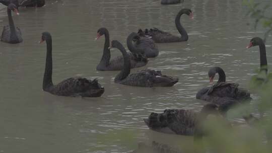 水中黑天鹅视频素材模板下载